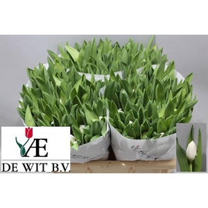 TULIPA EN 'ROYAL VIRGIN'