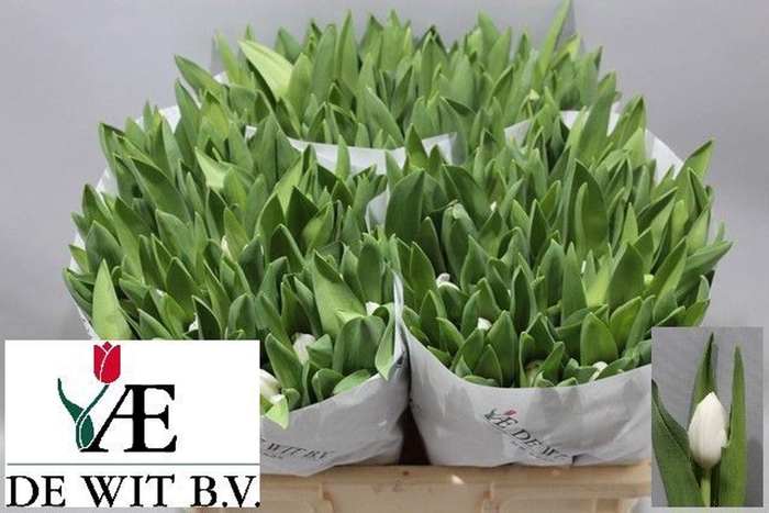 <h4>TULIPA EN 'ROYAL VIRGIN'</h4>