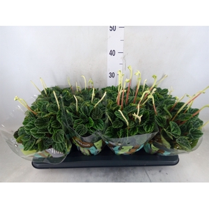 Peperomia caperata 'Lilian'