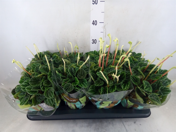 <h4>Peperomia caperata 'Lilian'</h4>
