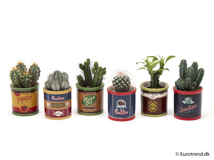 <h4>CACTUS P6 E 1617</h4>