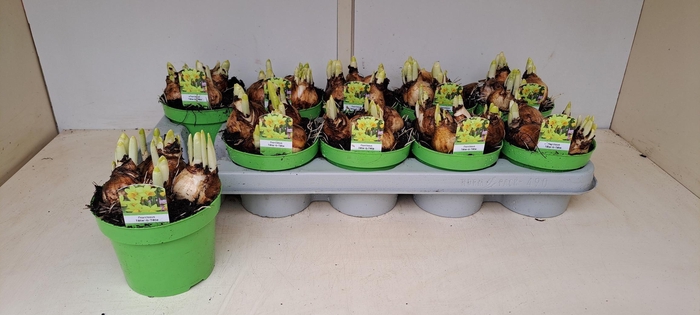 <h4>NARC O TETE A TETE</h4>