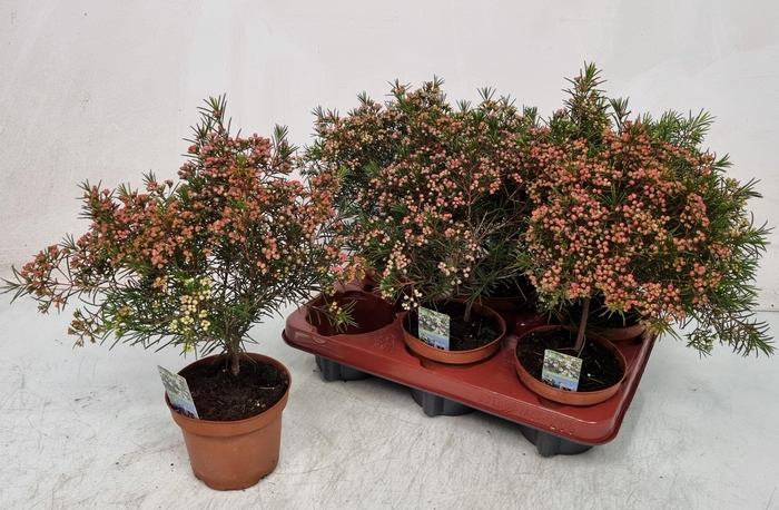 <h4>CHAMEL U OV</h4>