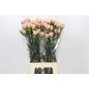 Dianthus St Honey