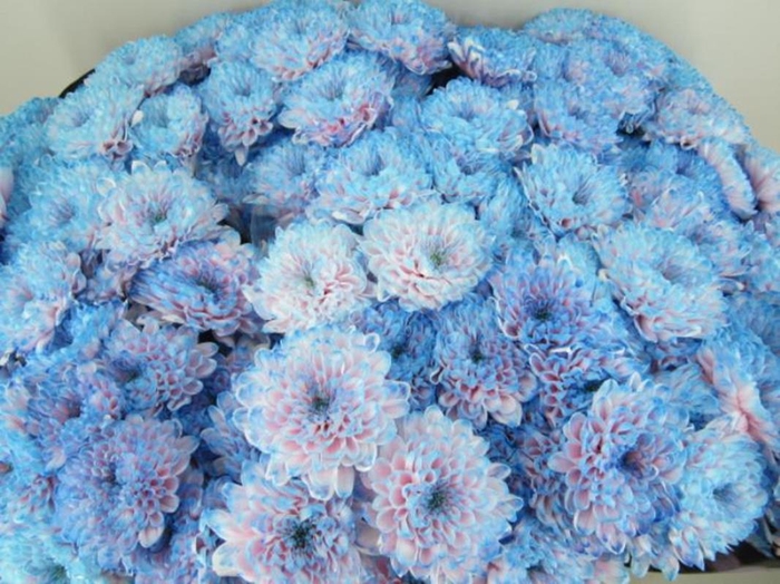 <h4>Chr T Altaj Bubbelgum</h4>