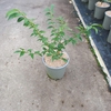 Euonymus alatus