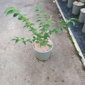 Euonymus alatus