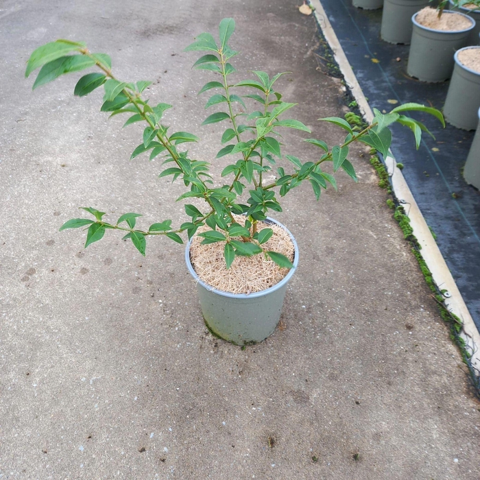 Euonymus alatus