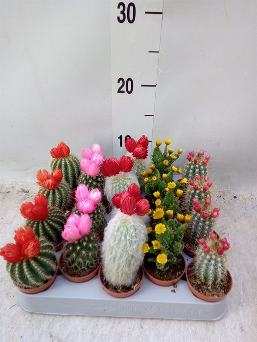 <h4>Cactus   ...decorated</h4>