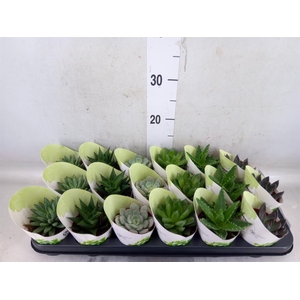 Planten Groen   ...L%