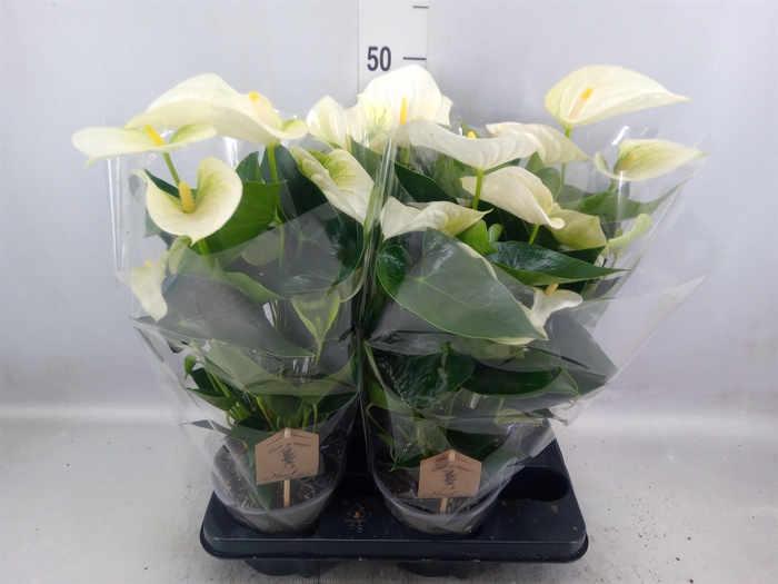 <h4>Anthurium andr. 'Cocos'</h4>