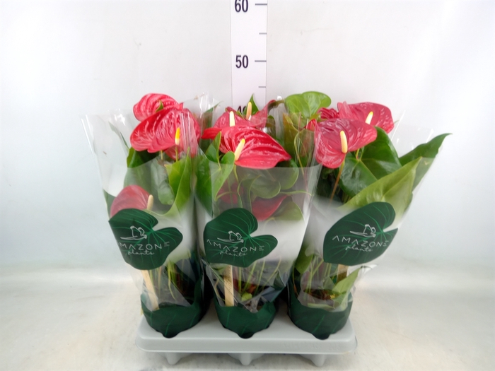 <h4>Anthurium andr. 'Nevada'</h4>