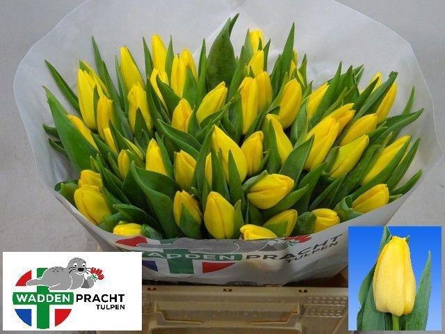 <h4>TU EN LIONS GLORY</h4>