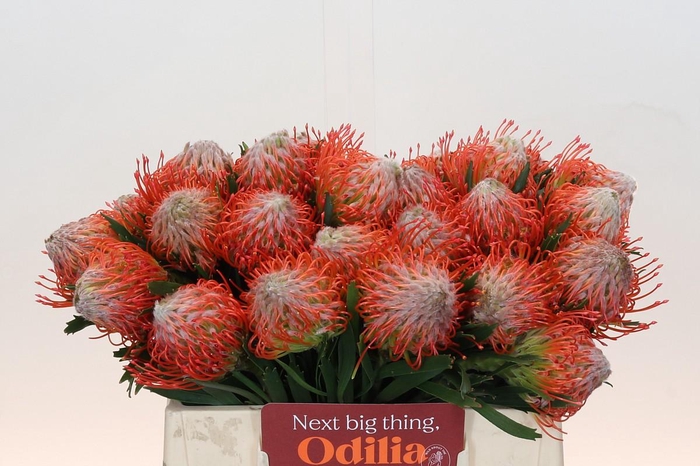 <h4>Nutans Tango</h4>