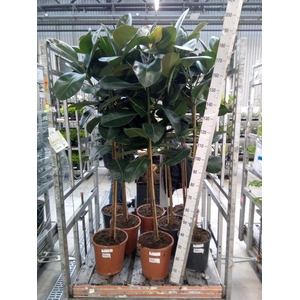 Ficus elastica 'Robusta'
