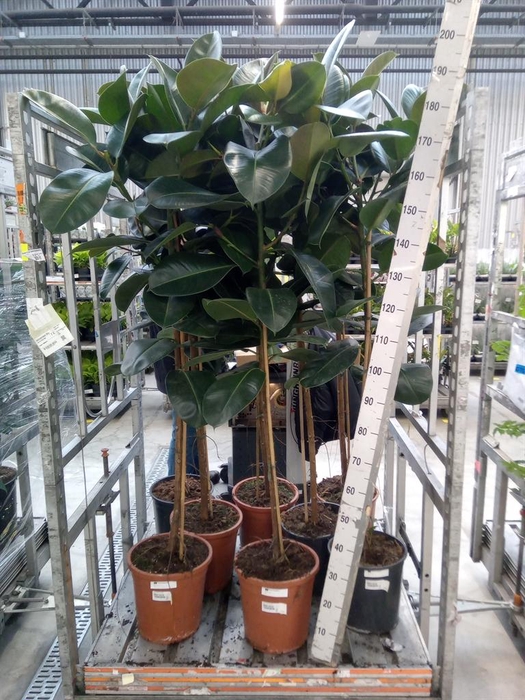 <h4>Ficus elastica 'Robusta'</h4>