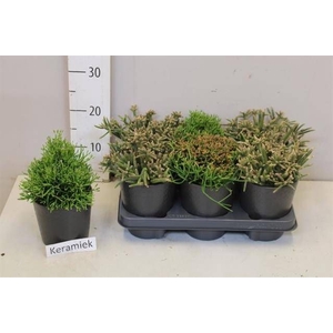 RHIPSALIS GEM