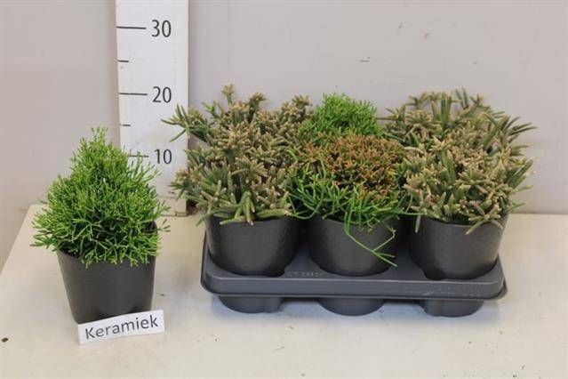 <h4>RHIPSALIS GEM</h4>