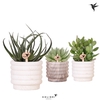 Kolibri Greens Succulenten mix in Marble pot mix