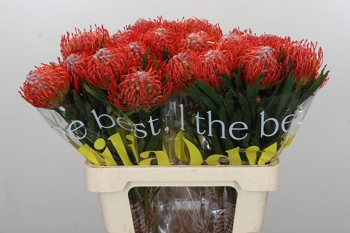 <h4>Nutans Tango</h4>