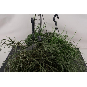 Hp Rhipsalis 21 Cm. H. P. Gemengd