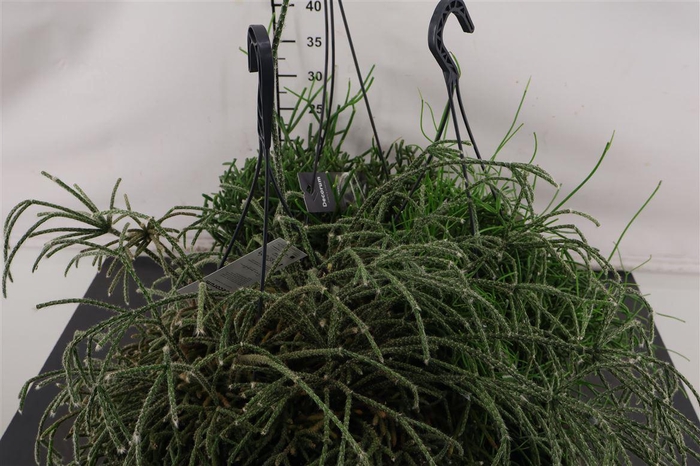<h4>Hp Rhipsalis 21 Cm. H. P. Gemengd</h4>