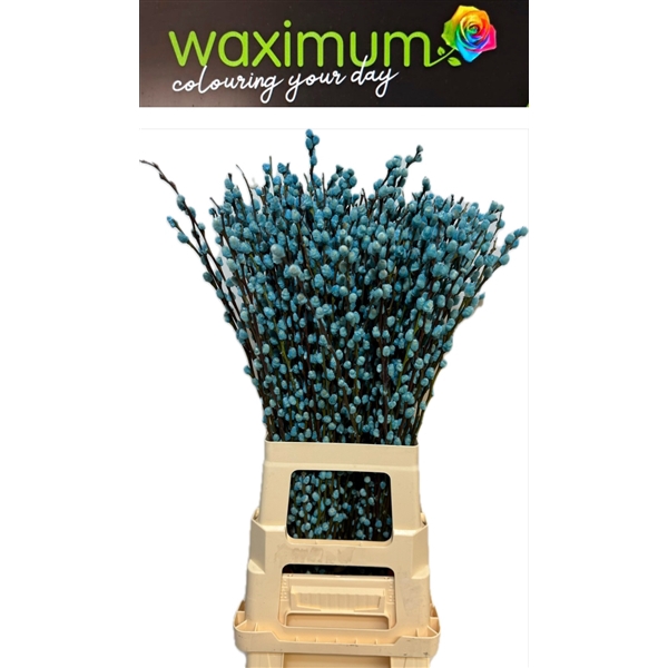 <h4>Salix wilgenkatjes L Blauw</h4>