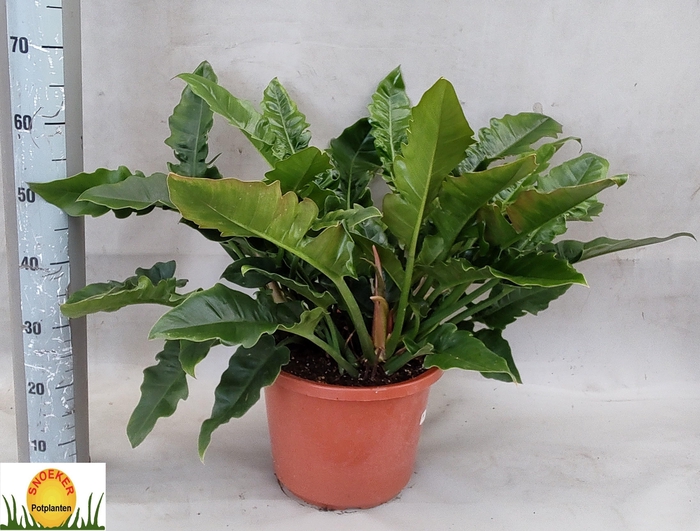 <h4>PHIL NARROW ESCAPE</h4>