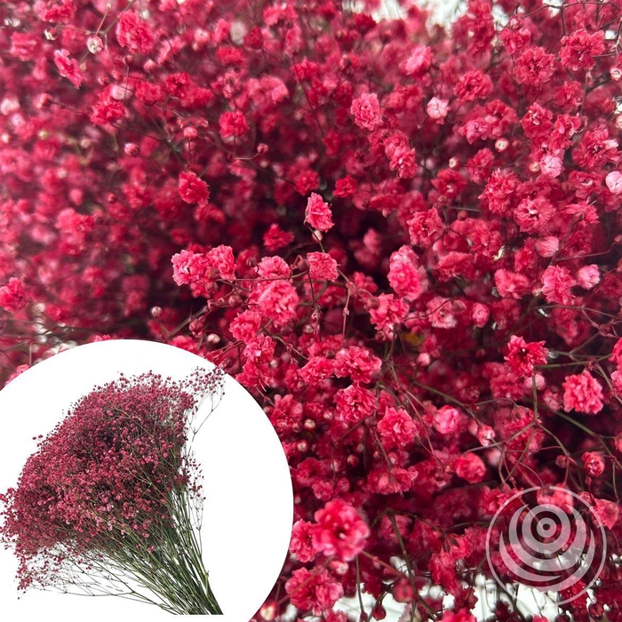 <h4>Gyps Xlence Red 40gr</h4>