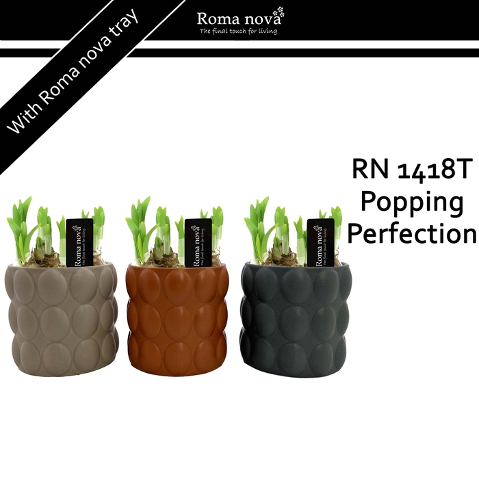 <h4>1418T - Popping Perfection (Tete a Tete)</h4>