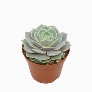 Echeveria