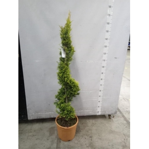 xCupressocyparis ley.   ...