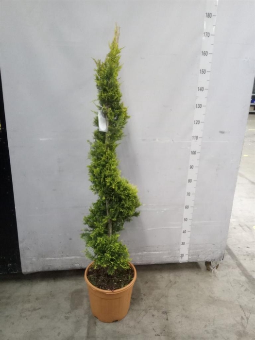 <h4>xCupressocyparis ley.   ...</h4>