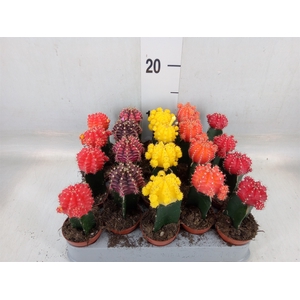 Gymnocalycium mihanov. 'Japan'  mix