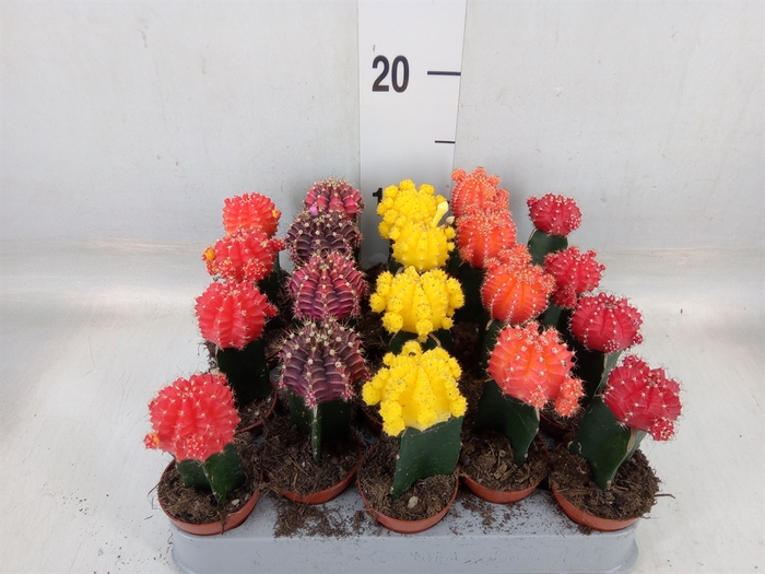 <h4>Gymnocalycium mihanov. 'Japan'  mix</h4>