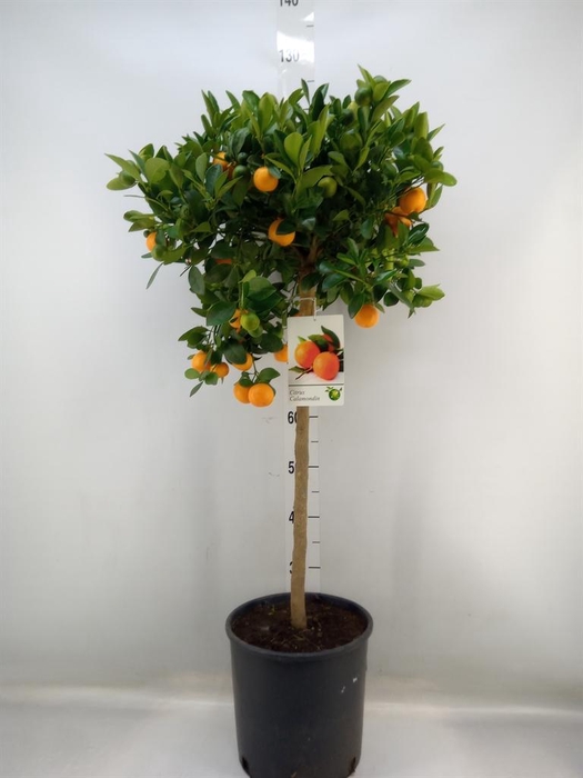 <h4>Citrus   ...</h4>