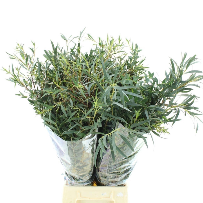 <h4>EUC PARVIFOLIA P BS</h4>