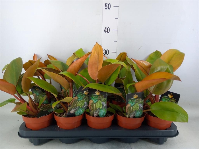 <h4>Philodendron ...</h4>