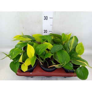 Epipremnum pinn.   ...mix in pot