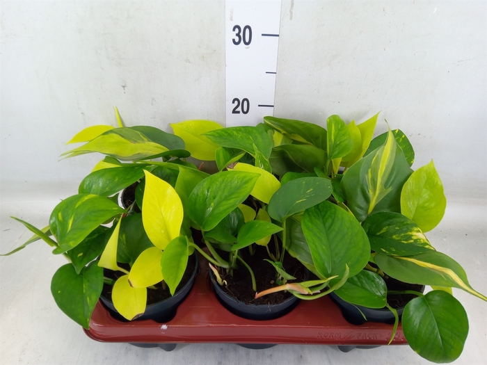 <h4>Epipremnum pinn.   ...mix in pot</h4>