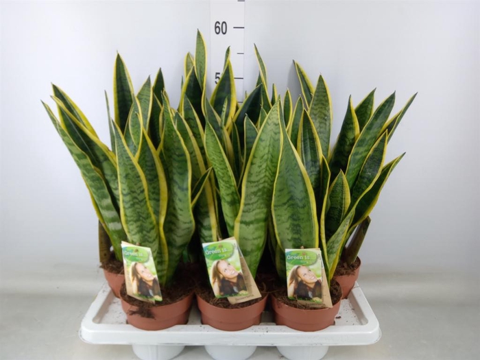 <h4>Sansevieria trifa. 'Laurentii'</h4>