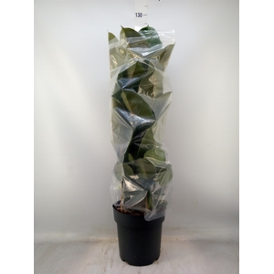 Ficus elastica 'Robusta'