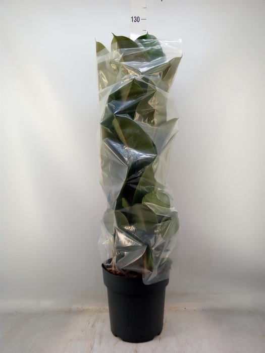<h4>Ficus elastica 'Robusta'</h4>
