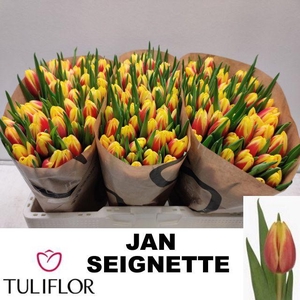 TU EN JAN SEIGNETTE