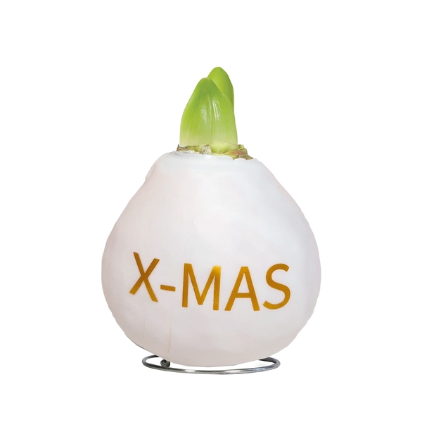 <h4>Amaryllis Touch of Wax Special Print "X-MAS" 6x1, rode bloem, Tray 236</h4>