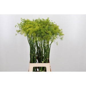 Anethum Graveolens