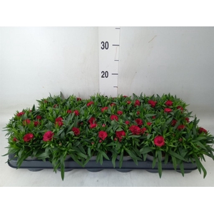 Dianthus  'Oscar Cherry'