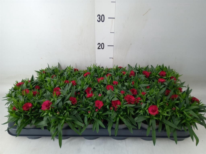 <h4>Dianthus  'Oscar Cherry'</h4>