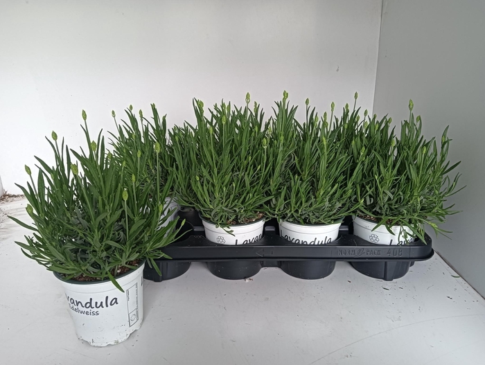 <h4>LAVAN IN EDELWEISS</h4>