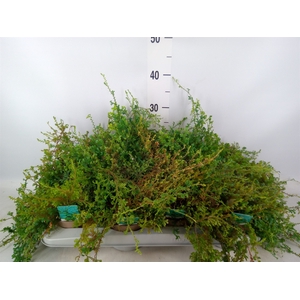 Selaginella uncinata 'Peacock'
